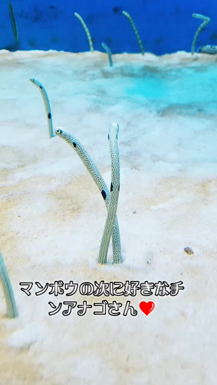 @しのびぃ。