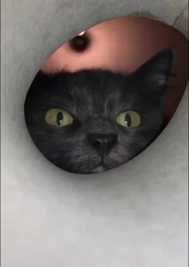 @Derpyoso