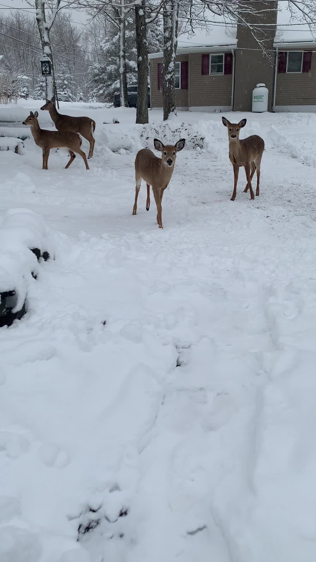 @Anita 🦌🌳