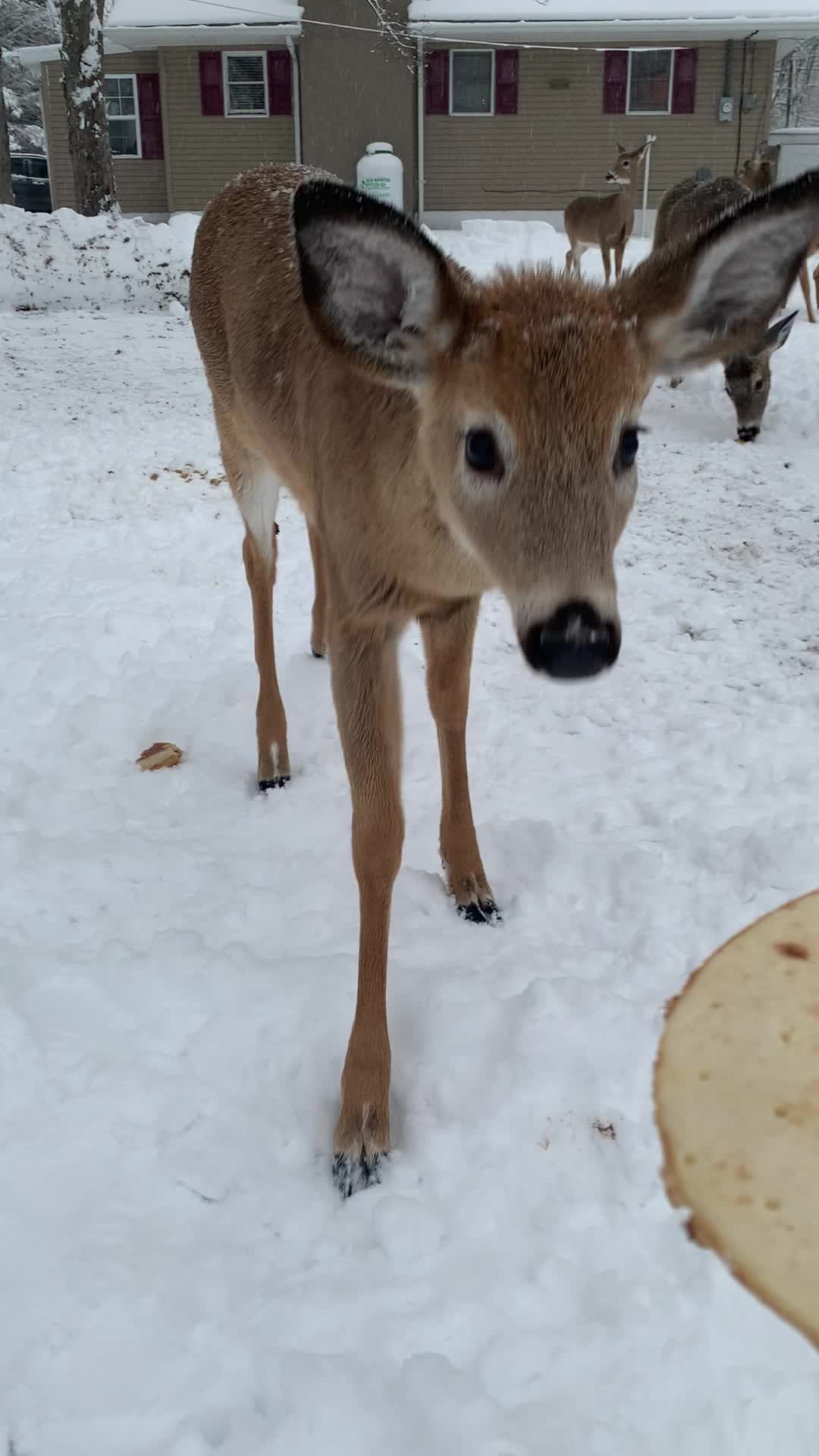 @Anita 🦌🌳