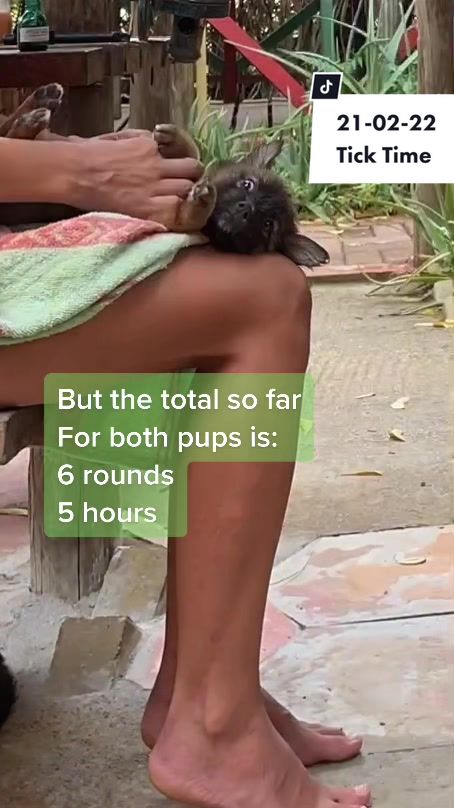 @Rescued stray dog and puppy&rsquo;s