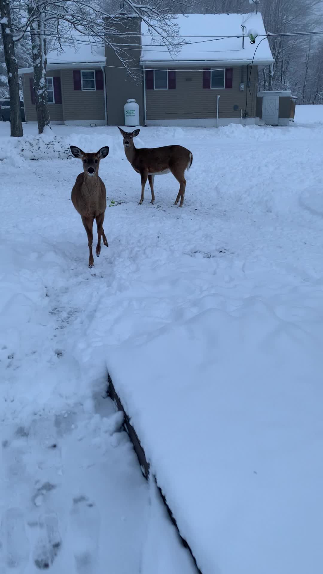 @Anita 🦌🌳