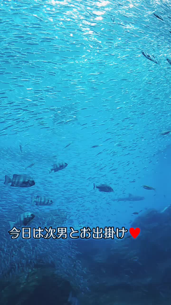 @しのびぃ。