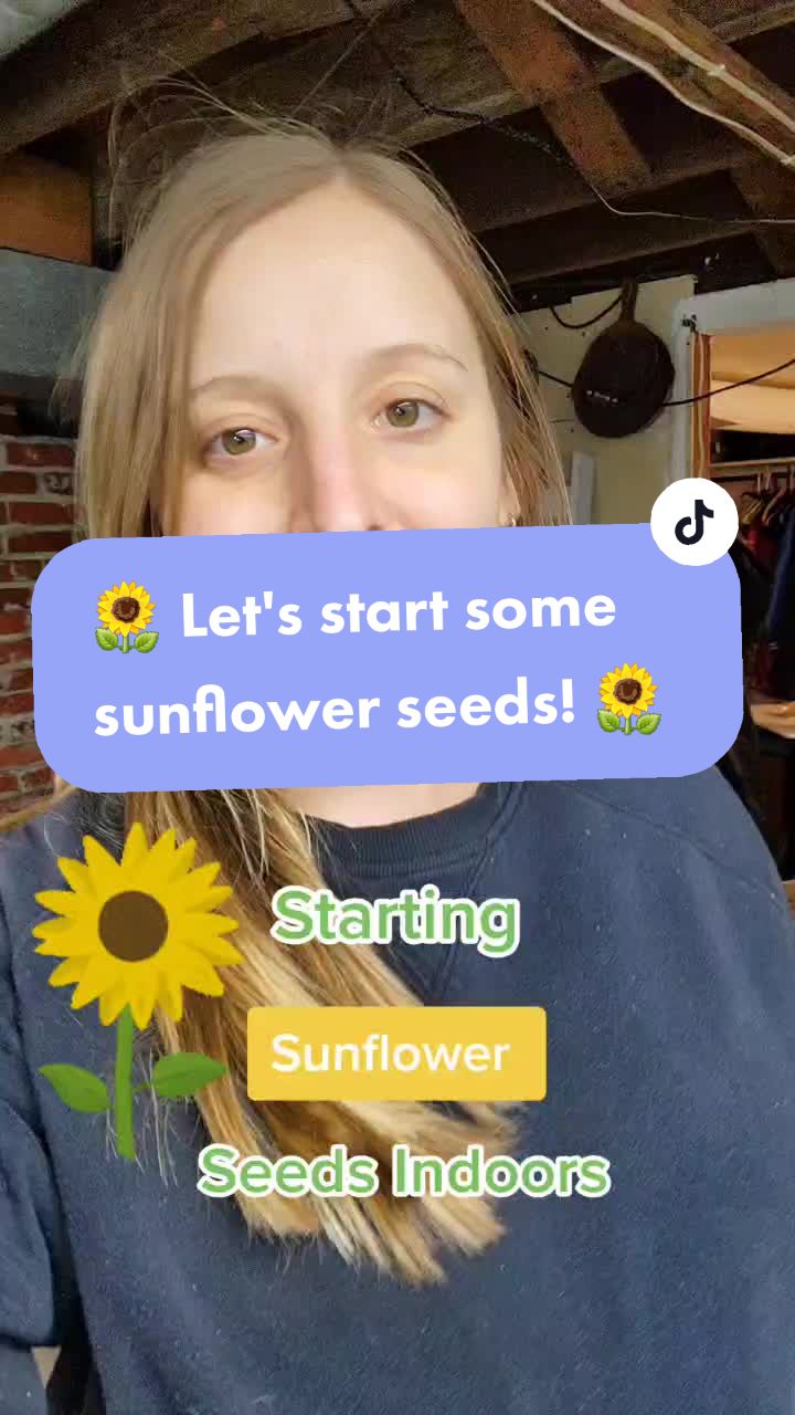 @Lindy 🌼