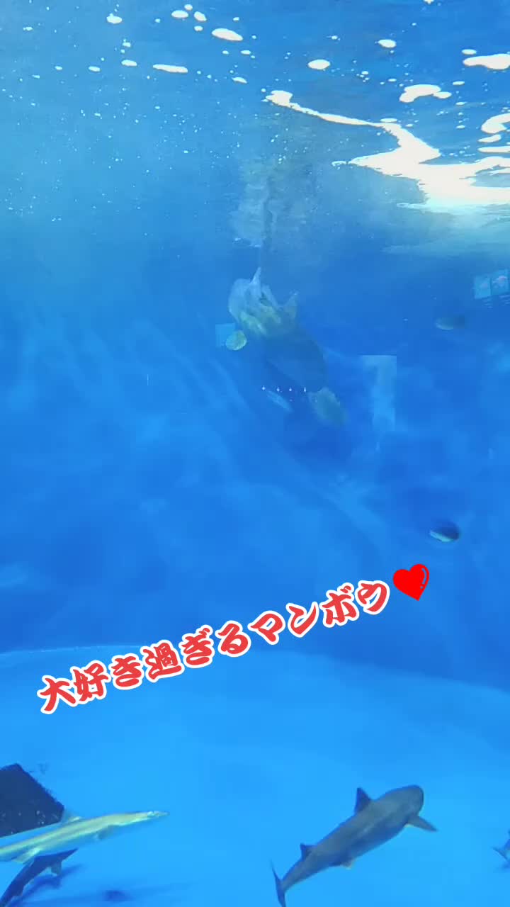@しのびぃ。