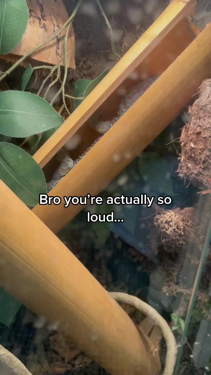 @ten🐍