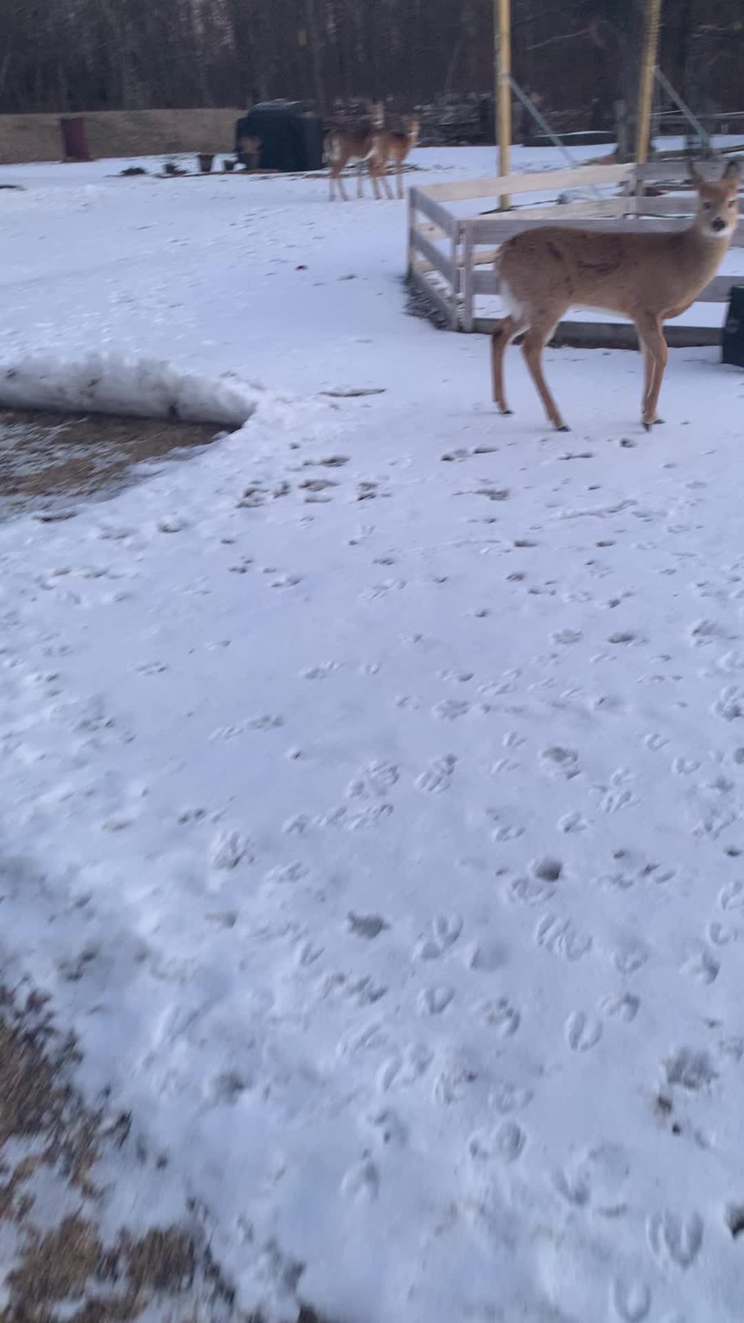 @Anita 🦌🌳