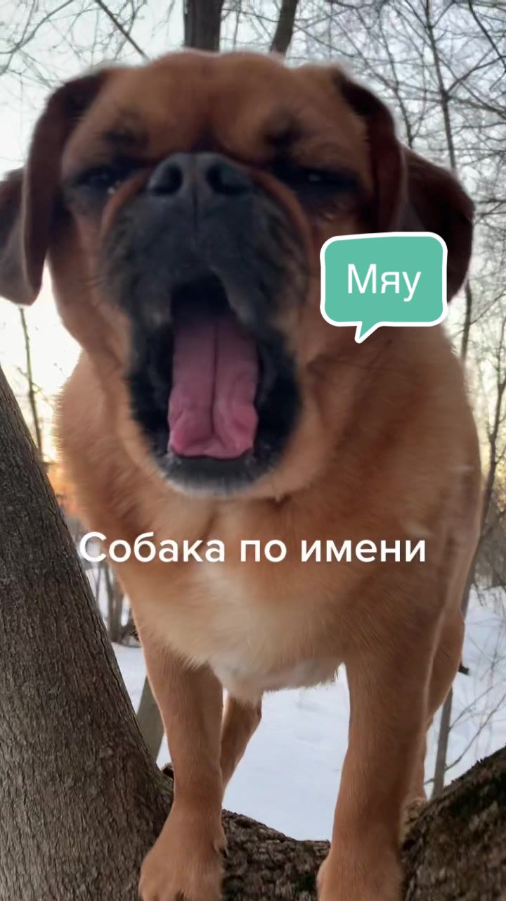 @Абу Саныч и Холли Ольговна