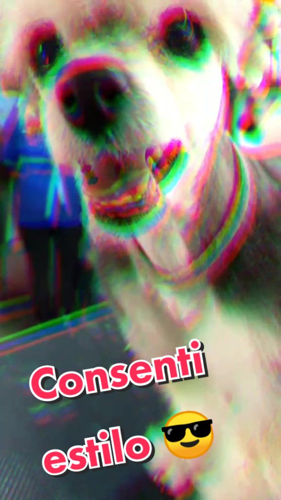 @🐶Consentidogs🐶