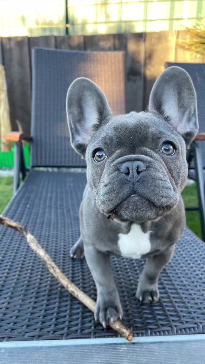 @Cookie  🍪 French Bulldog 🦴