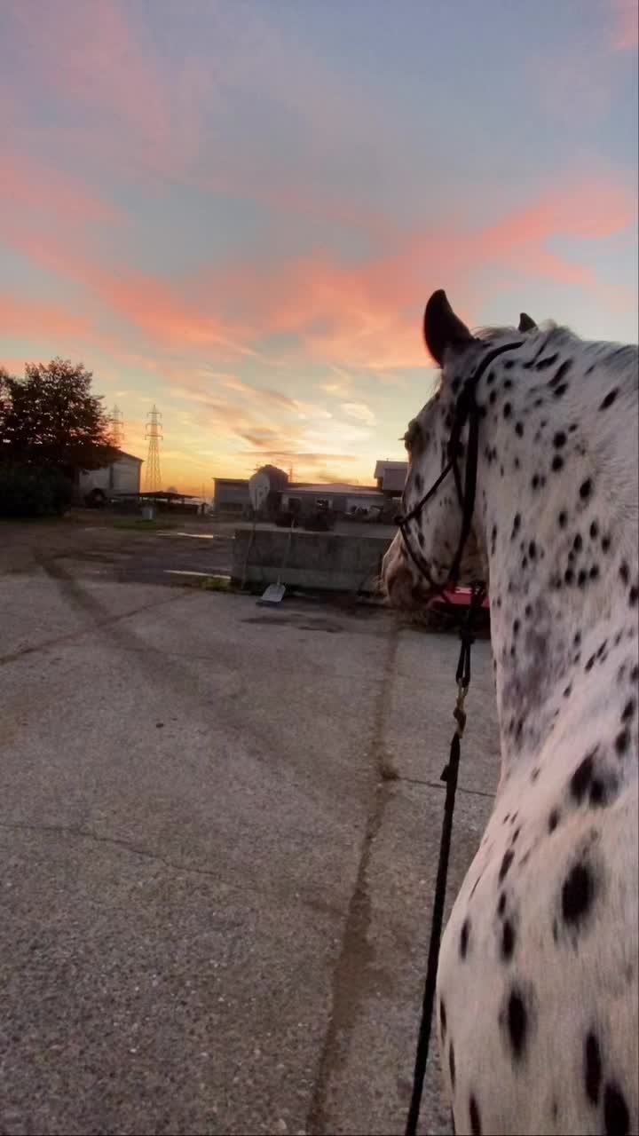 @Chiara Orsini 🚜🐴🐄🐷👩🏻&zwj;🌾
