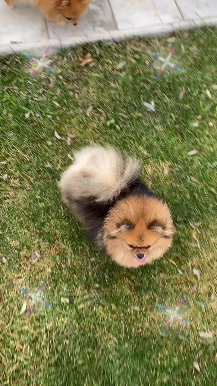 @Pomeranian