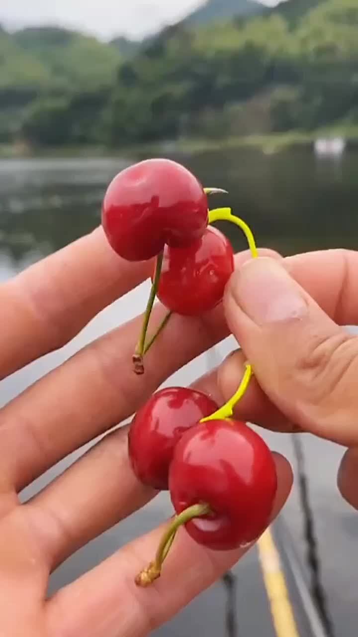 @Fishing King