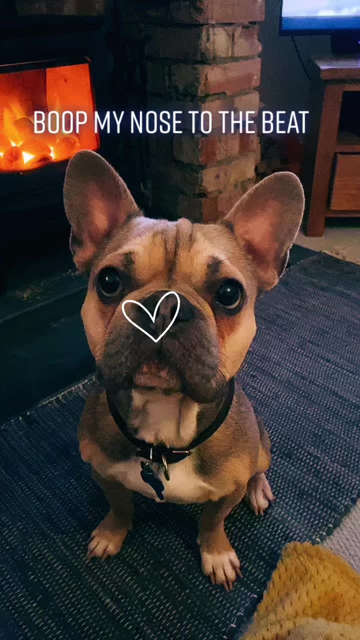 @BarryTheFrenchie