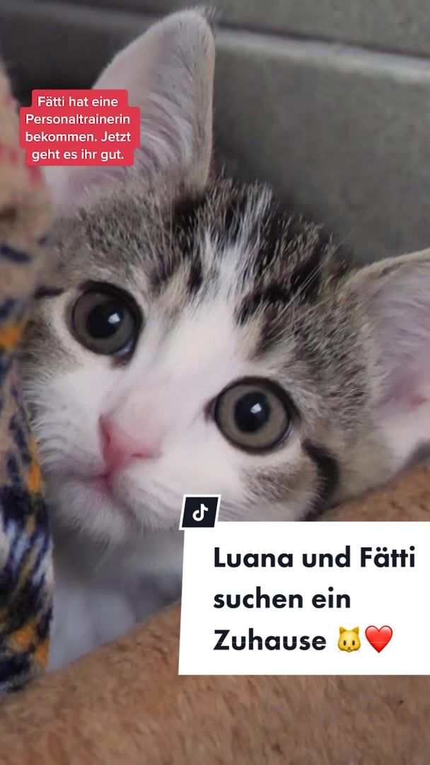@Tiere suchen ein Zuhause