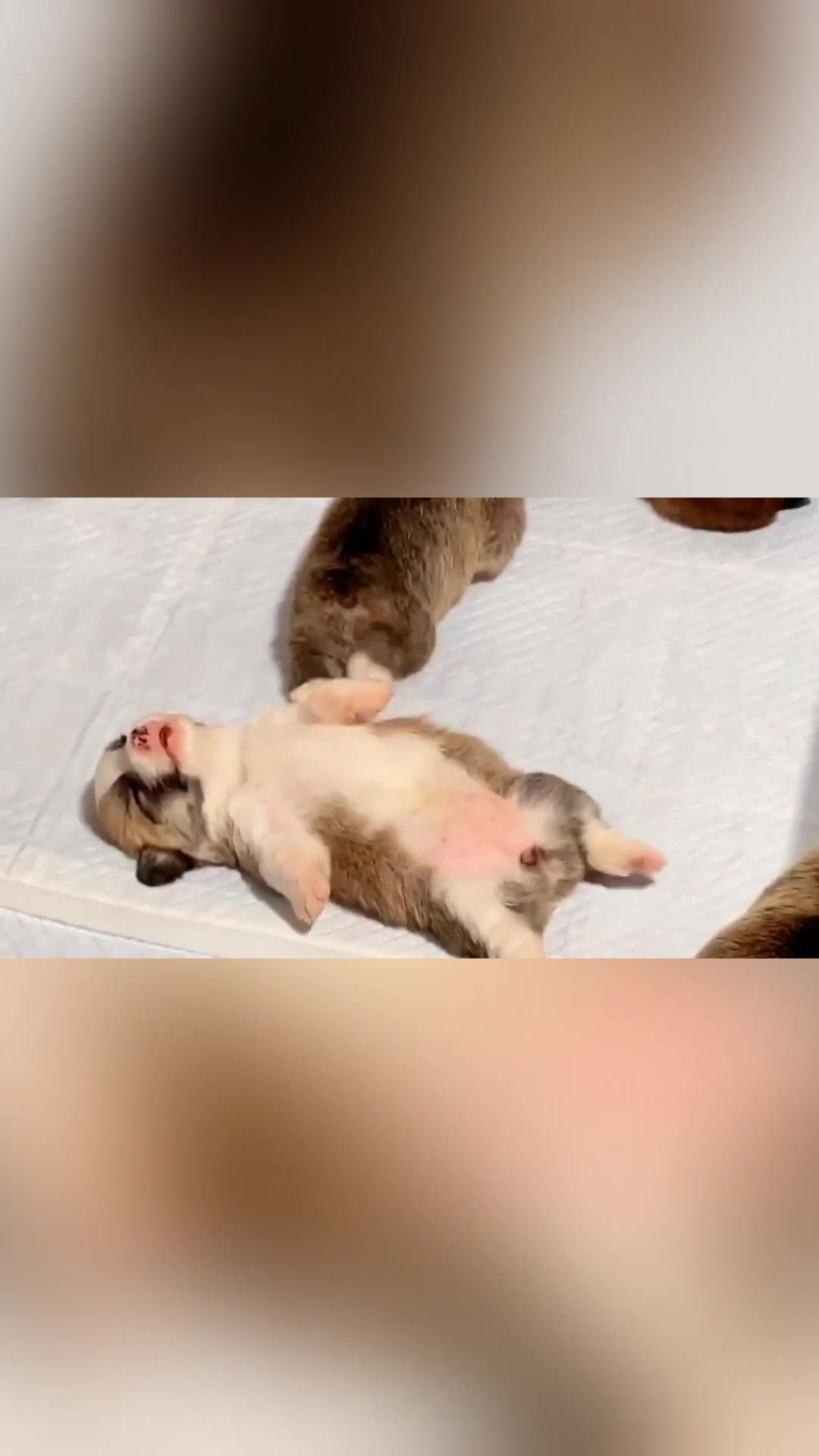 @vdogtv
