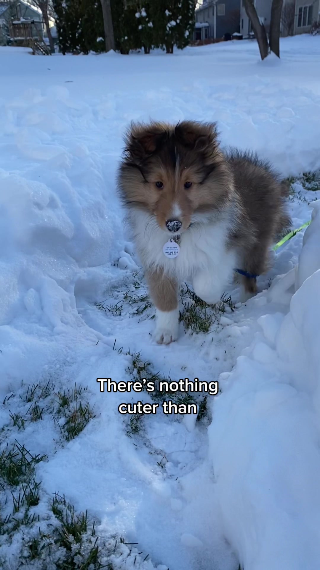 @Pepin The Sheltie