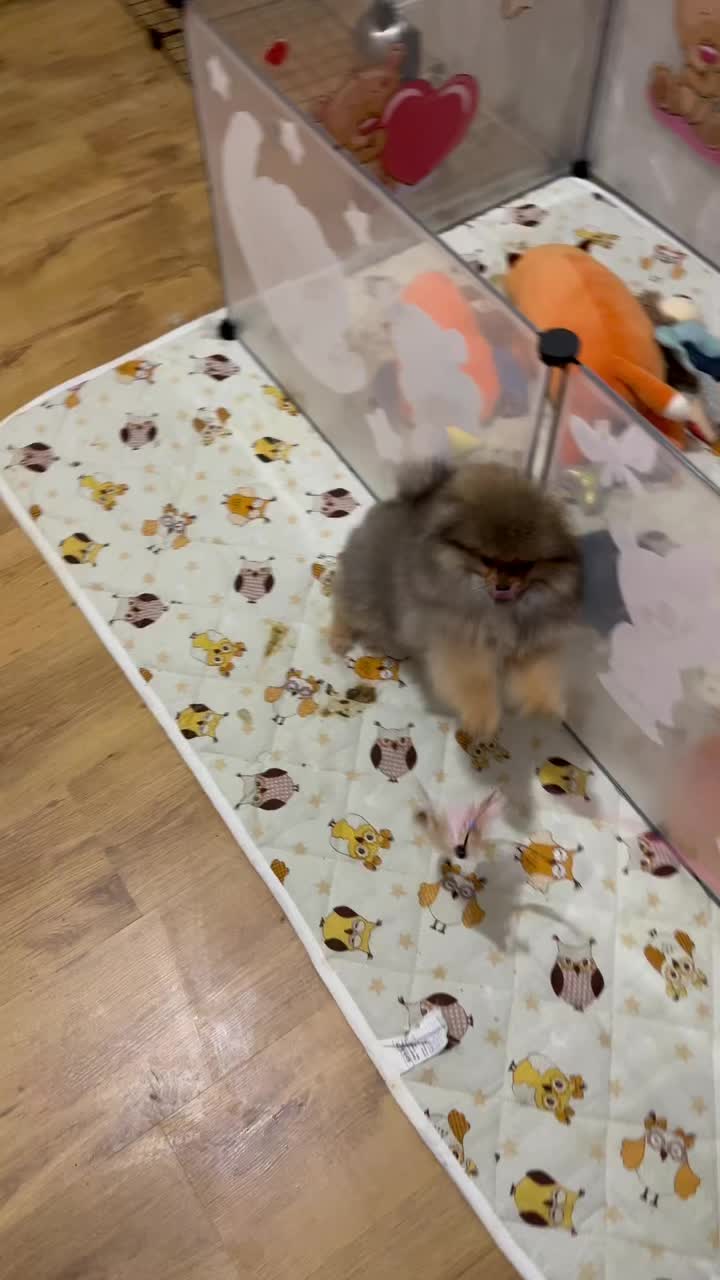 @Pomeranian
