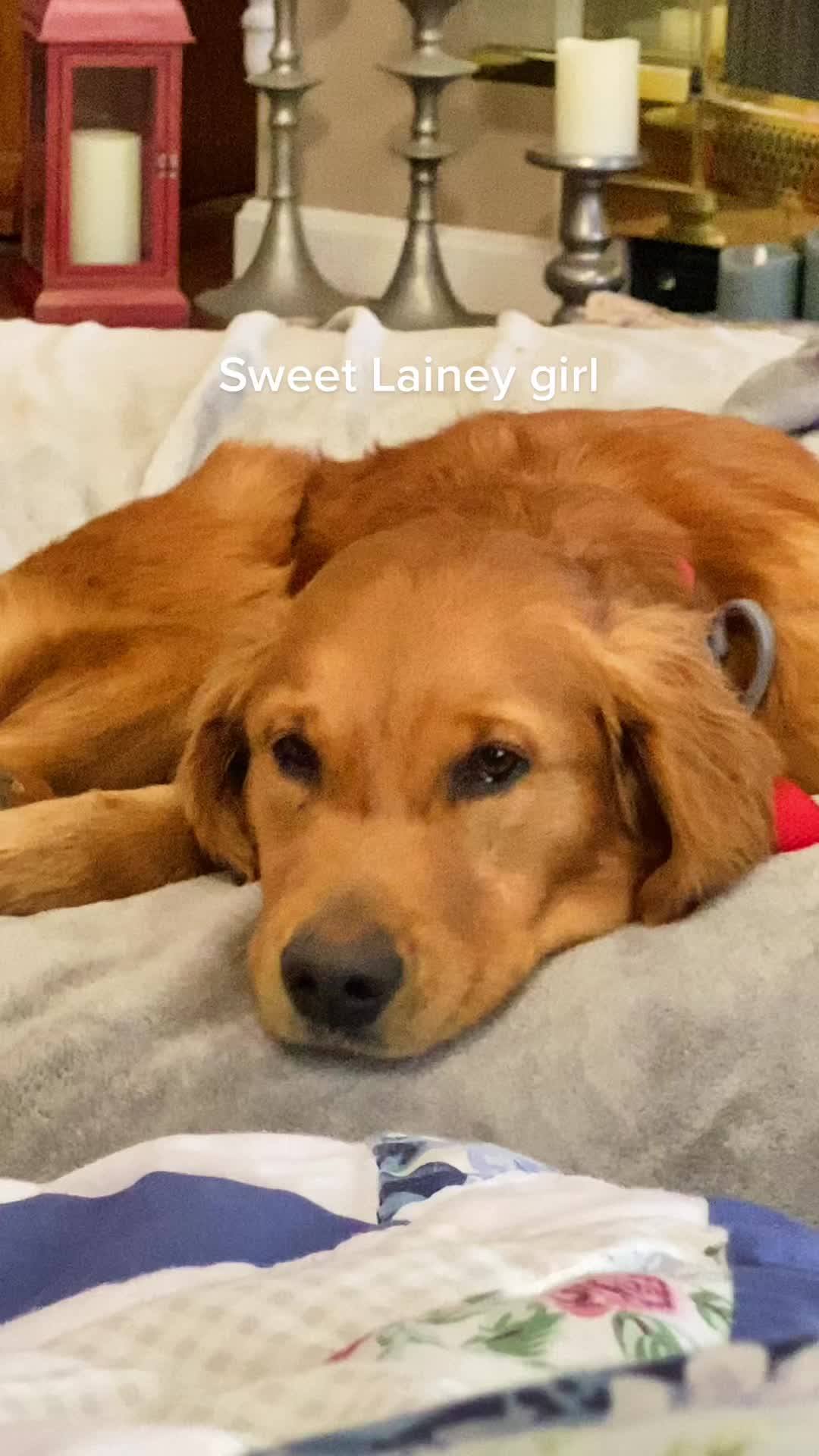 @Family full of goldens
