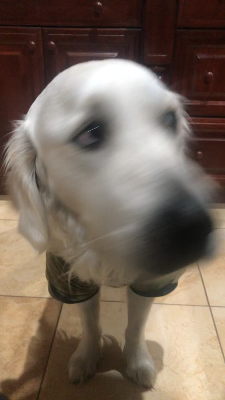 @pierredawg