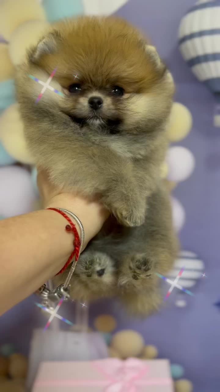 @Pomeranian