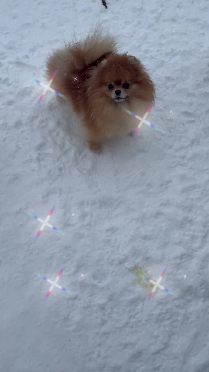 @Pomeranian