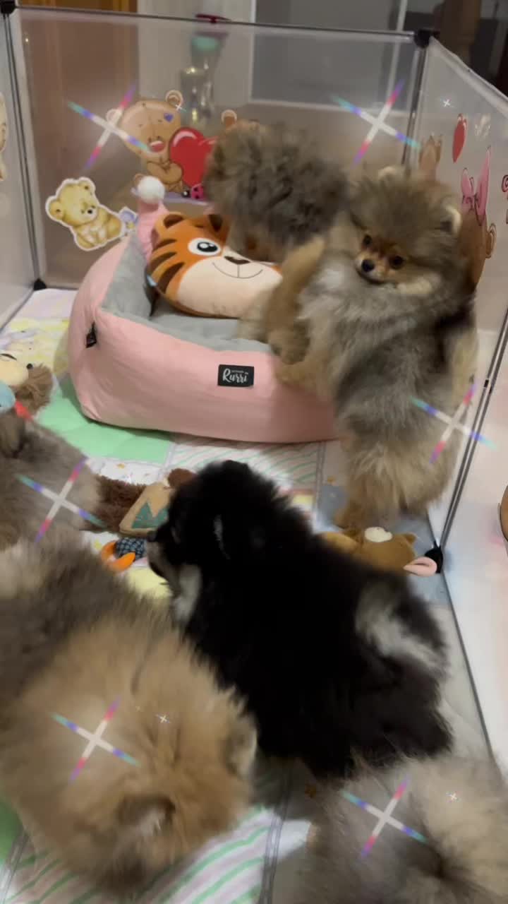 @Pomeranian