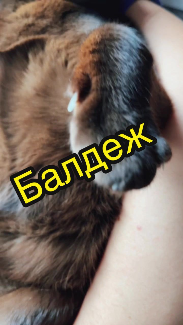 @Кот Мориска