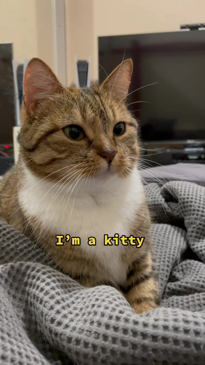 @mitmitcats
