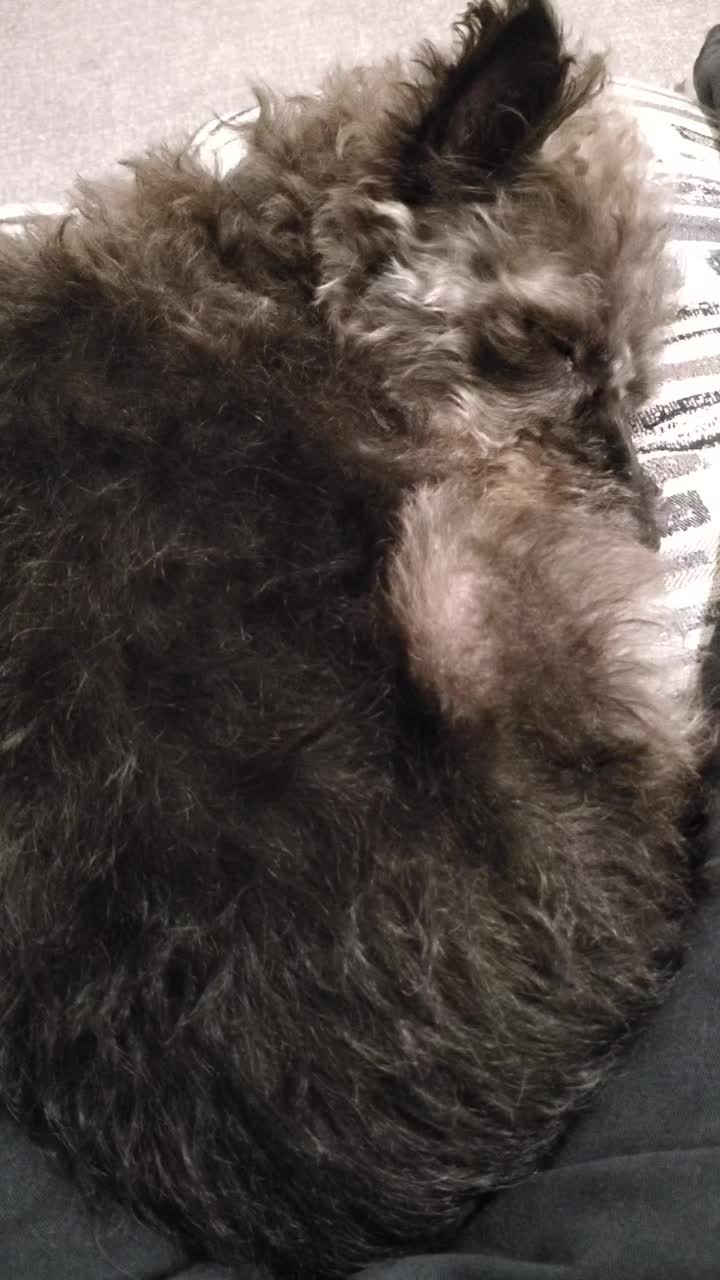 @Toto the Mutt