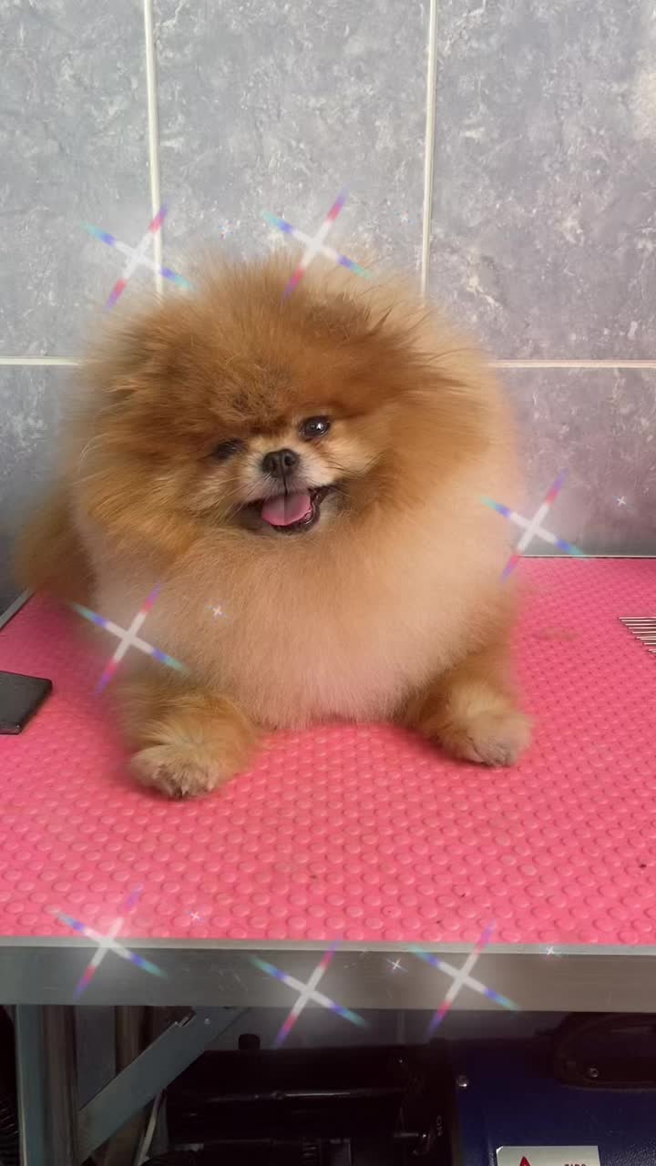 @Pomeranian