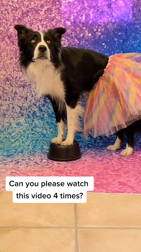 @Zedthebordercollie🇨🇦
