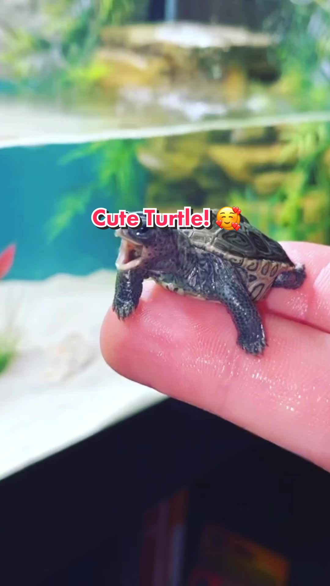 @Tommys_reptiles