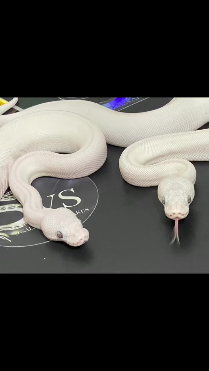 @Sallevallesnakes (jose)
