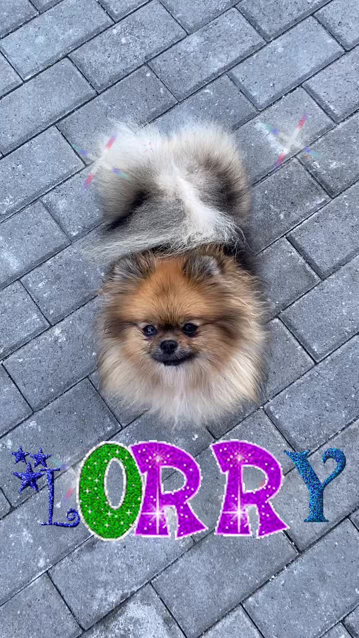 @Pomeranian