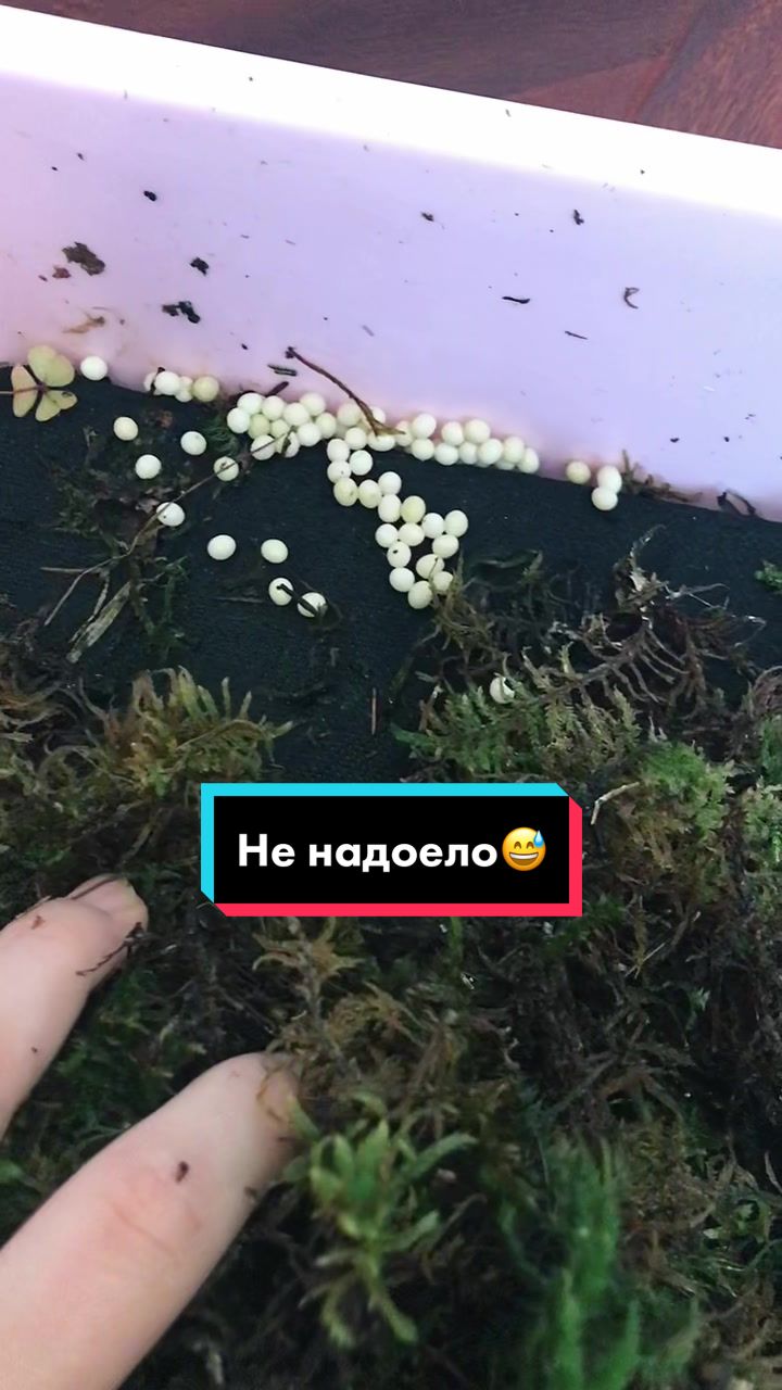 @Улиточки ахатины 🐌💕