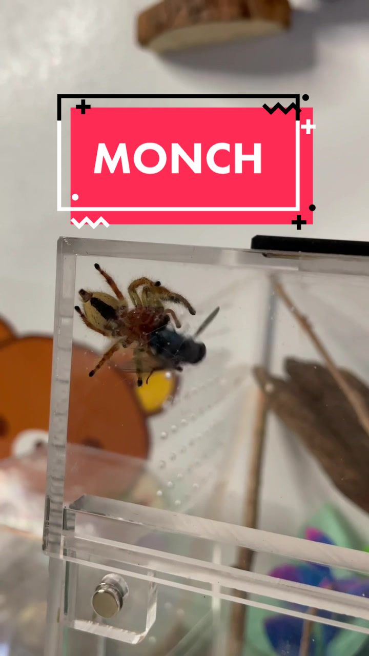 @veronica 🕷️