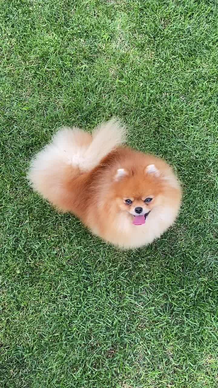 @Pomeranian