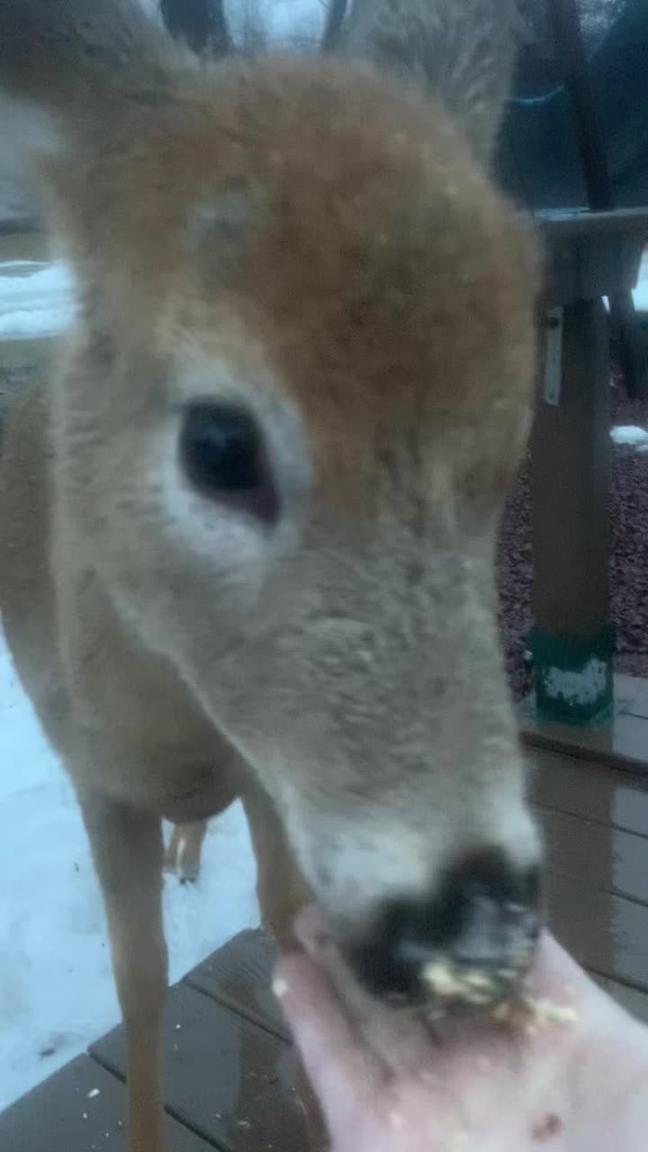 @Anita 🦌🌳