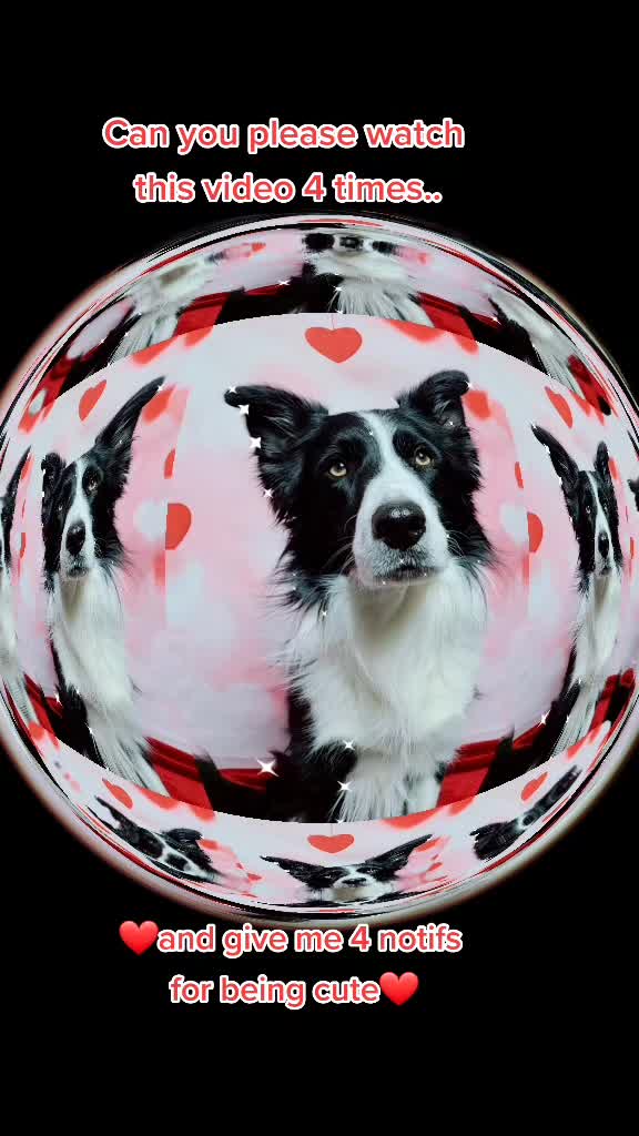 @Zedthebordercollie🇨🇦