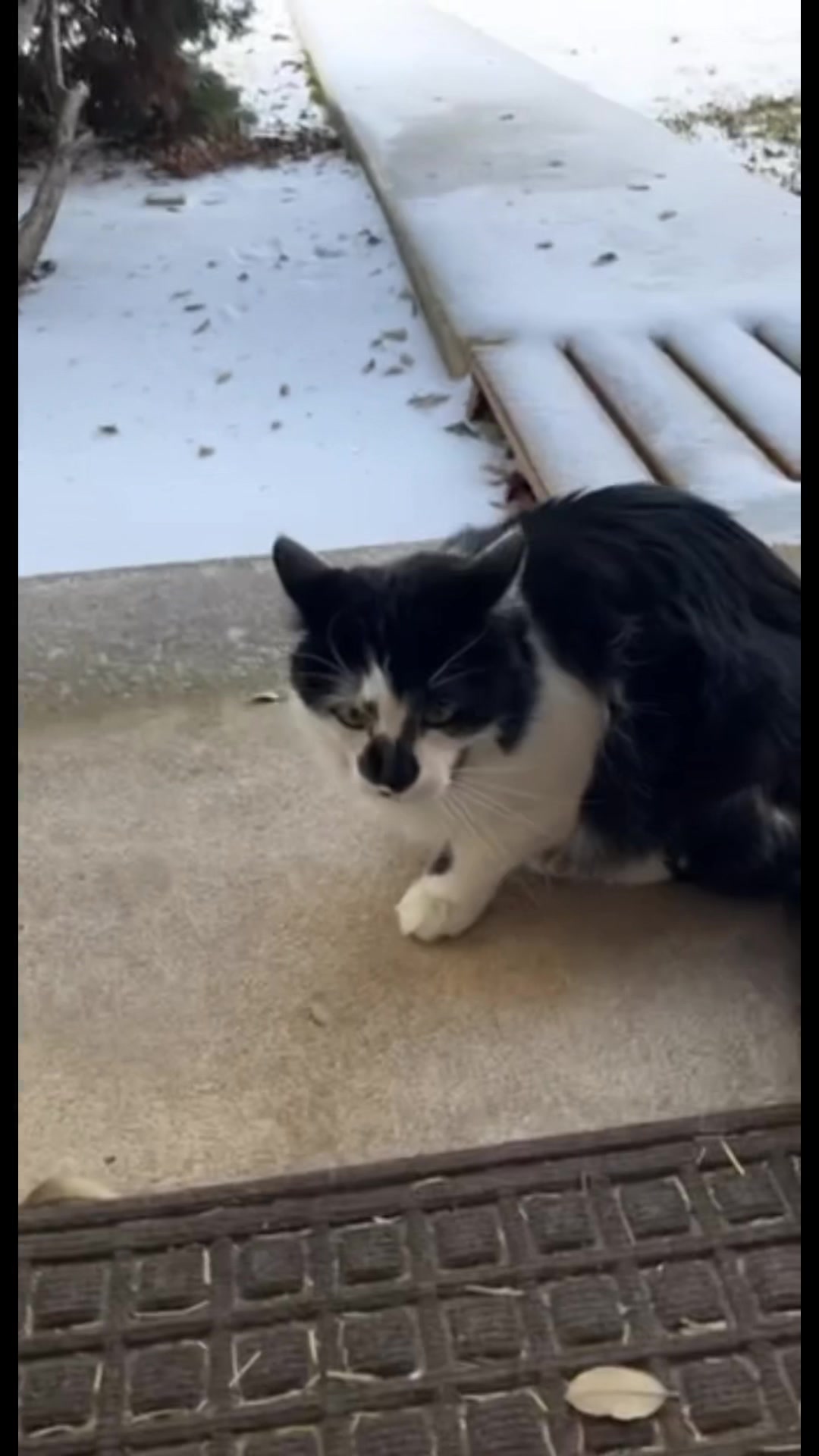 @Macaroni the Cat