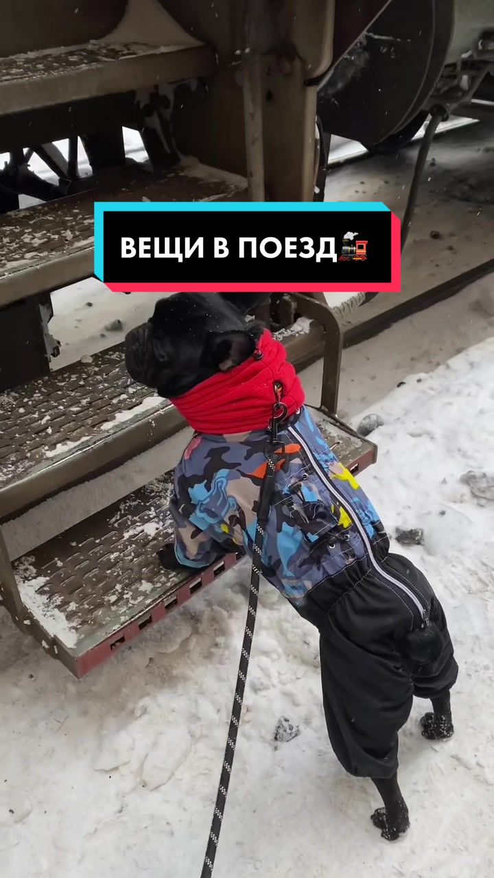 @Малыш Монти и Ди 🖤