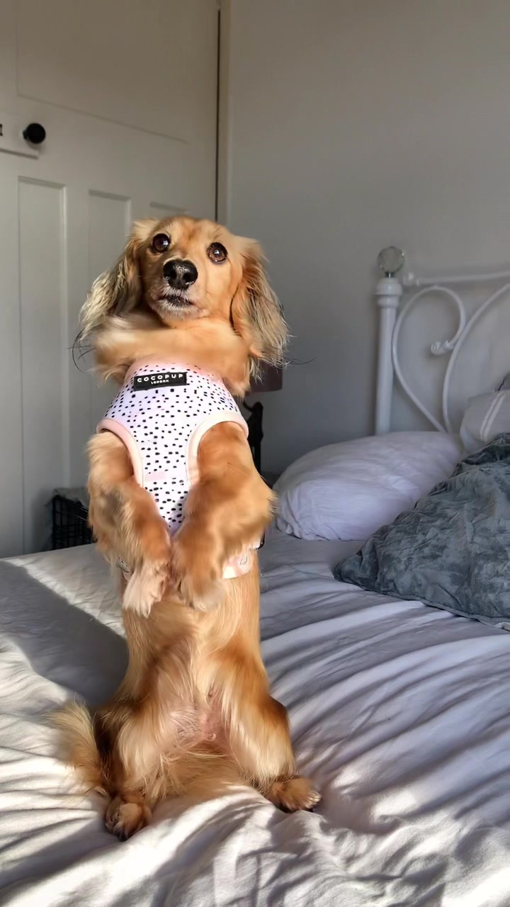 @Zarathesausage
