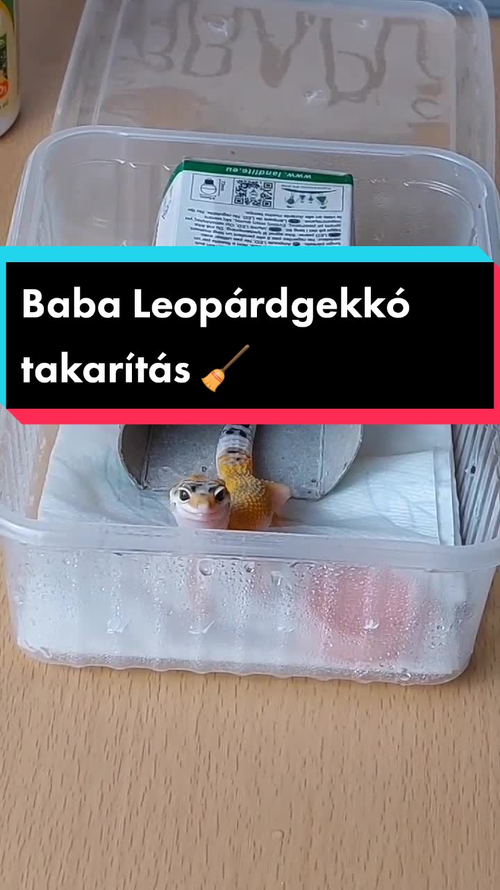 @Milu a Gekk&oacute;s 🦎