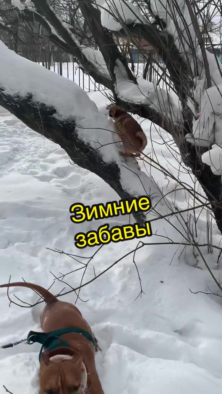 @Абу Саныч и Холли Ольговна
