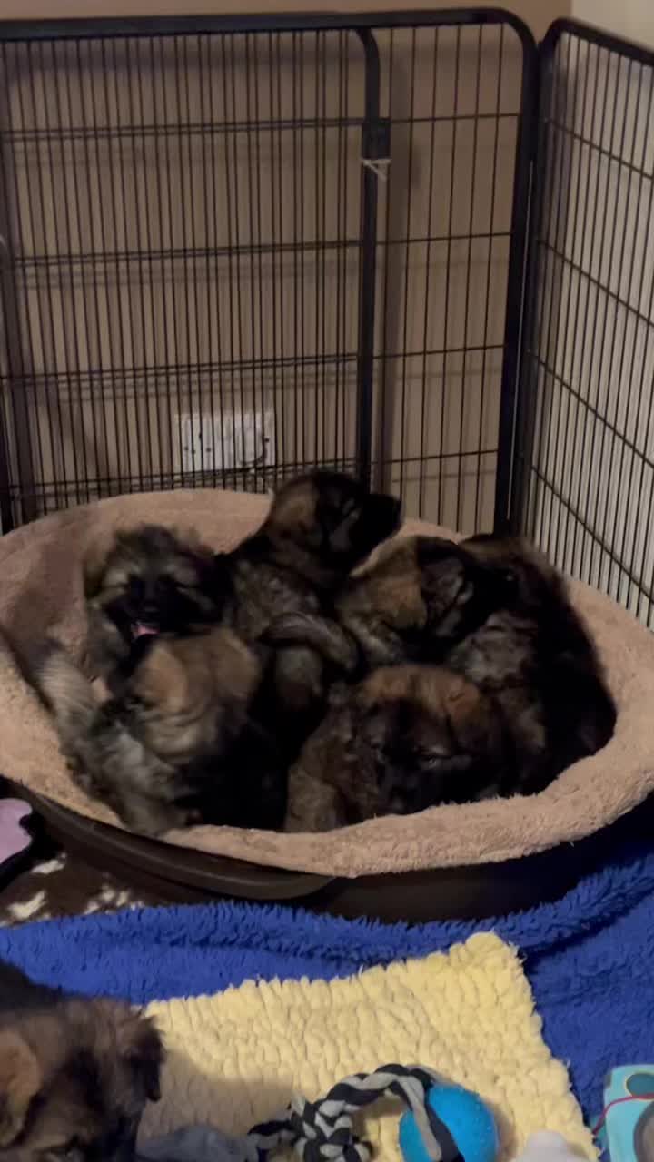 @TheGSDhubwithjennygould