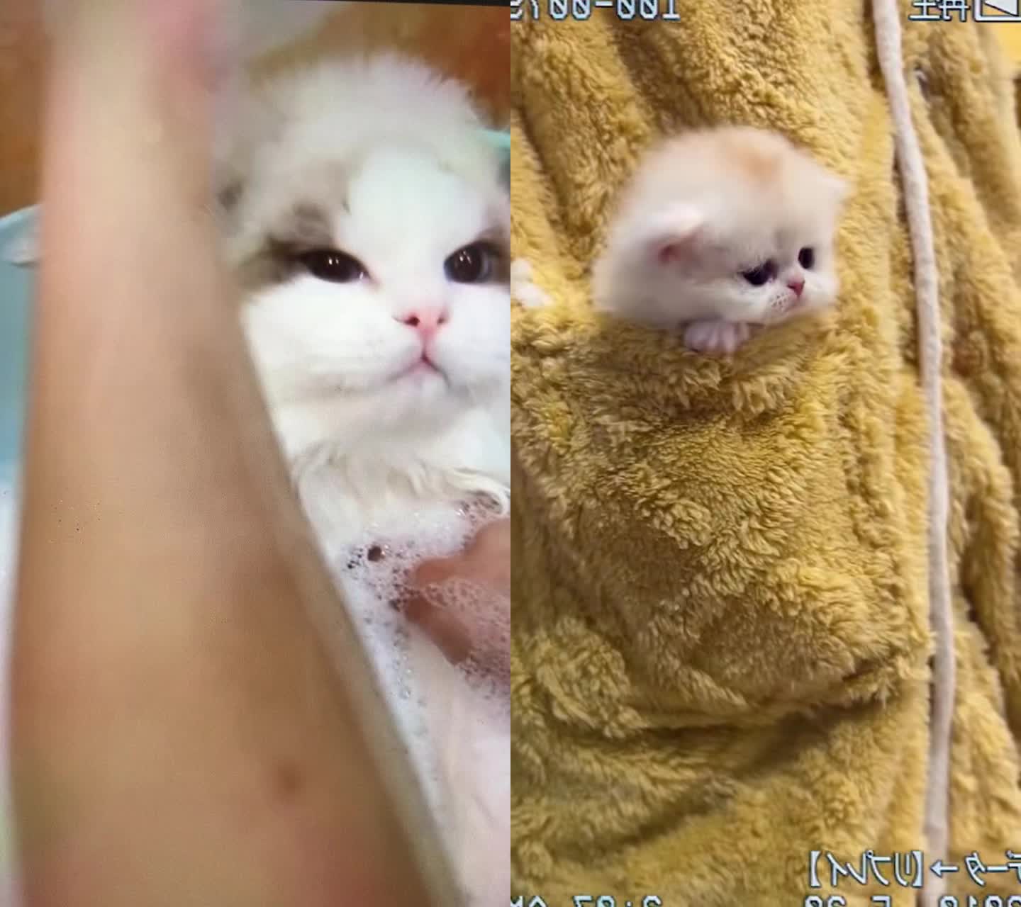 @Pet home