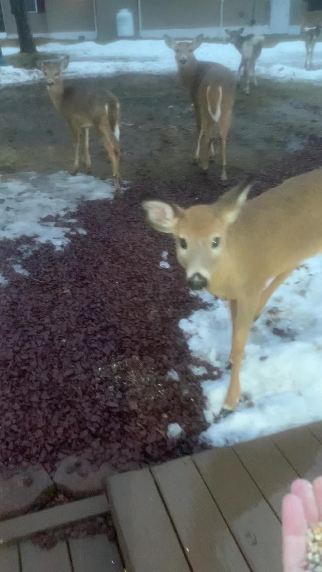 @Anita 🦌🌳