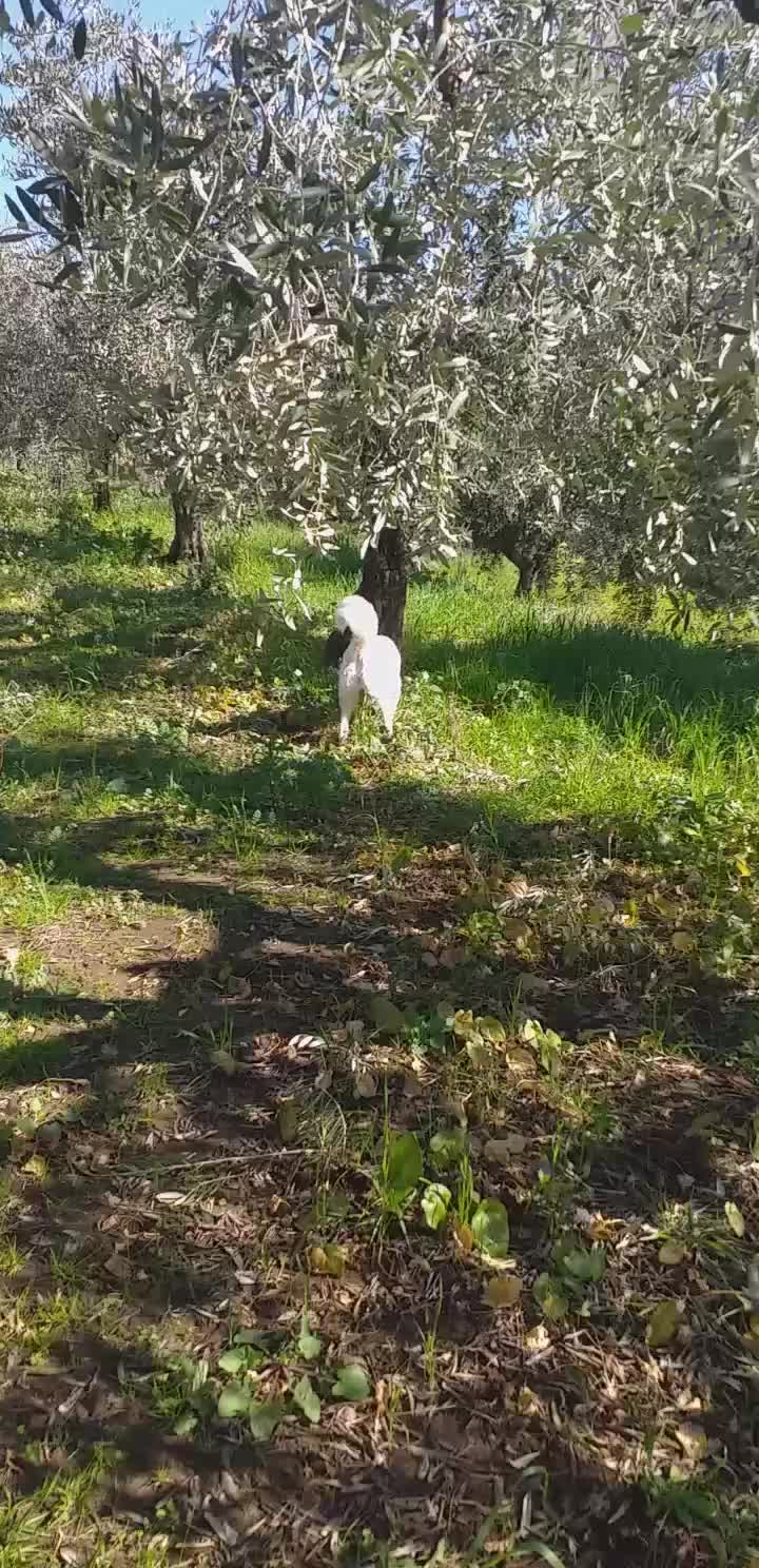 @Sara Cerreti