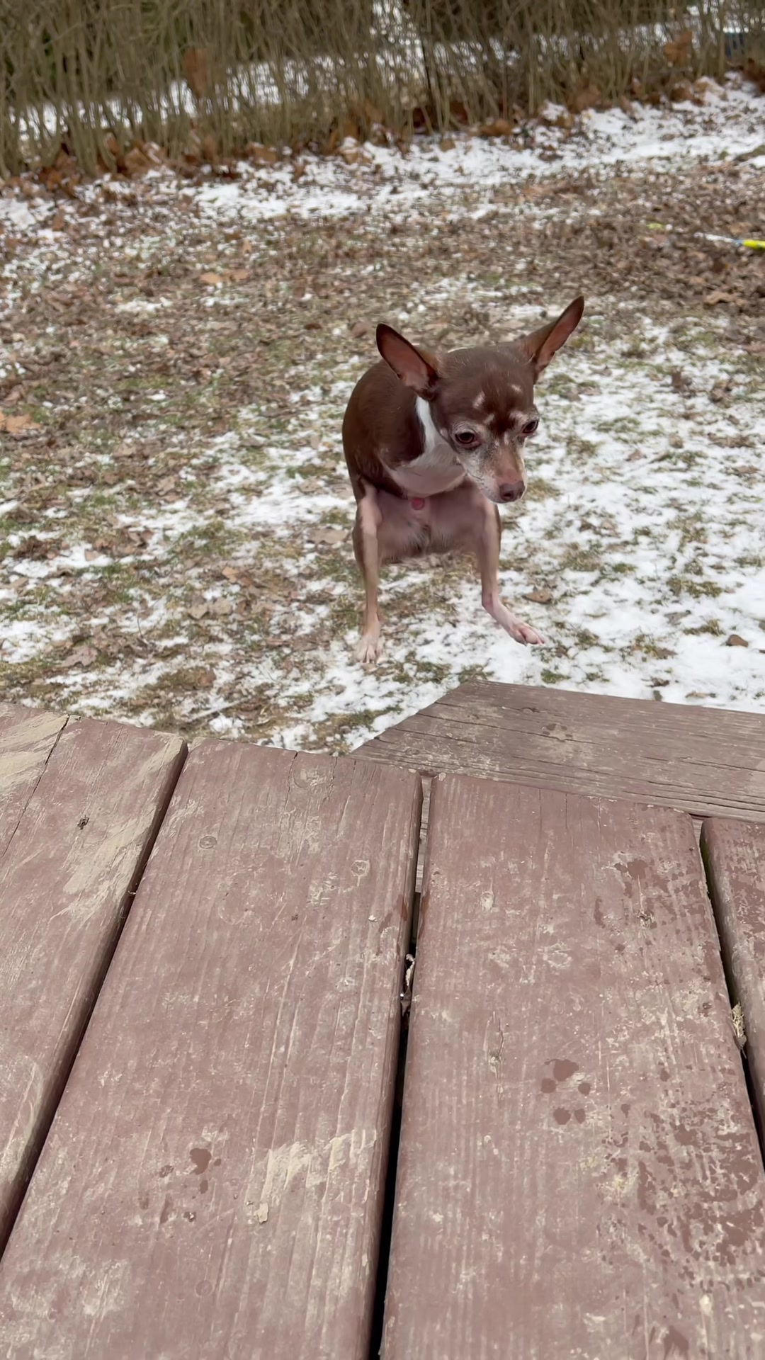 @TurboRoo the 2Legged Chihuahua